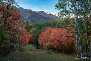 Bear Canyon Maples