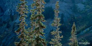 Blue Spruce