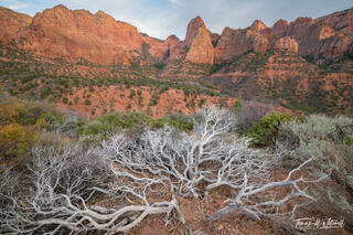 Manzanita remains