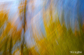 Autumn in Motion Series - Spin