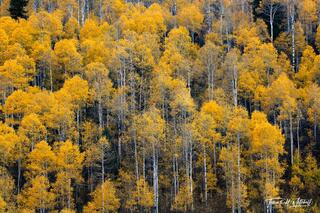 Aspen Light