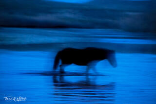 fantasma azul (Blue Ghost)