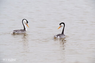 clarks grebes, birds on the water
