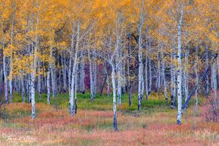 Enchanted Gold