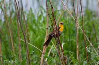 female Yellow-headed blackbird on branches