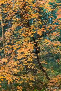 Maple Candy