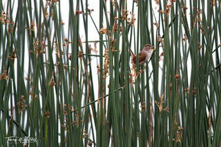 marsh wren bird singing