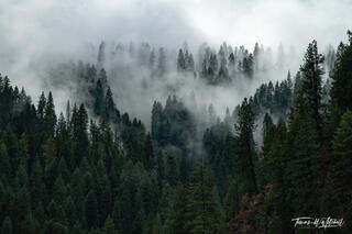 Mountain Mist