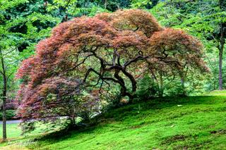 Tree of Knowledge