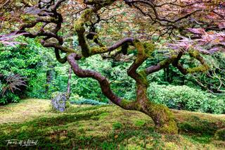 Tree of Love