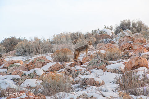 Coyote on a rock in the snow