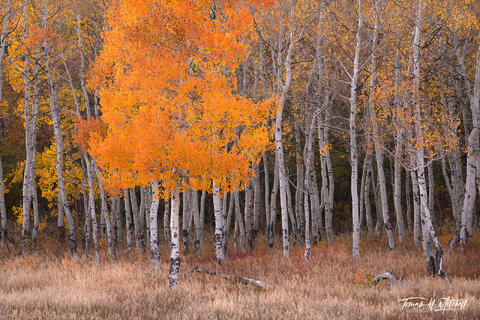 Quaking Aspen forest in autumn Wasatch Mountains, Utah