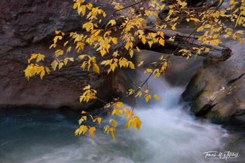 autumn leaves over a waterfall in Zion National Park