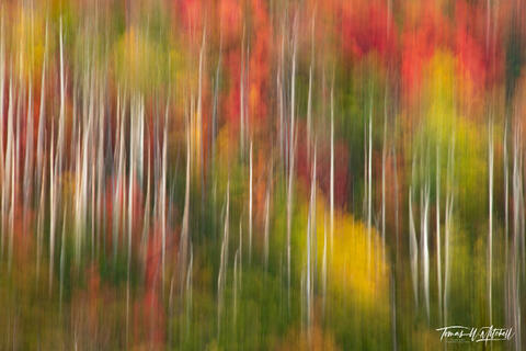 abstract photograph of autumn forest