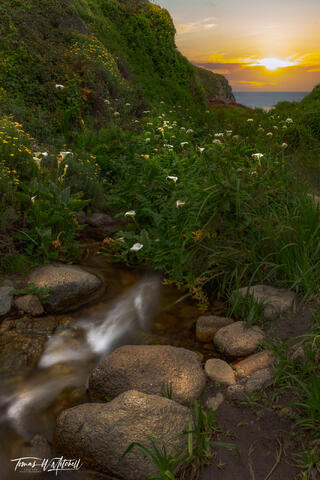 calla lilies in Big Sur, California with sunset sky