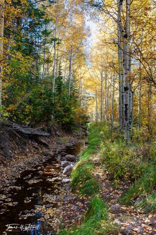 forest and stream in autumn Uinta Mountains Utah