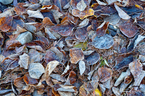 Frosty autumn leaves abstract Glacier National Park