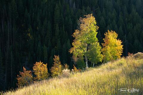 quaking aspen grove in autumn light