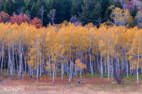 autumn aspen forest Wasatch mountains Utah