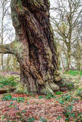 ancient oak tree at Sherwood Forest, England