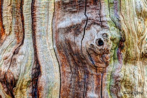 Dead Tree detail at Sherwood Forest, England