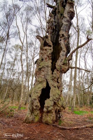 Dead tree in Sherwood Forest, England