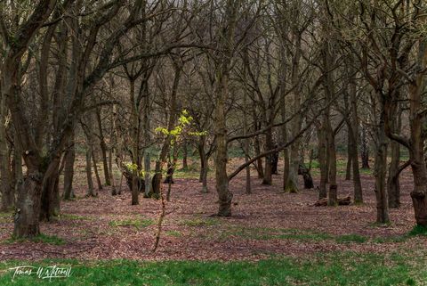 small tree in Sherwood Forest, England