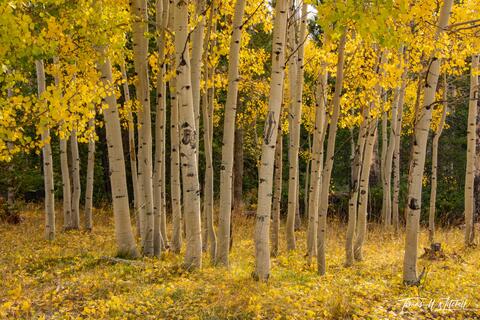quaking aspen forest on the autumn