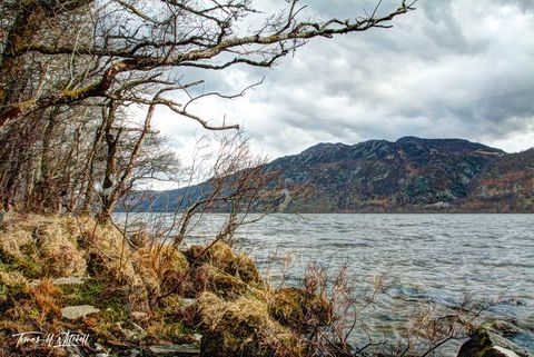 shoreline of Loch Ness Scotland, trees and rocks