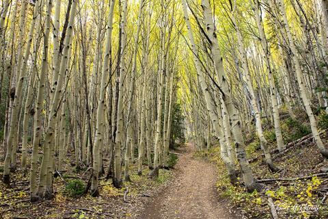 road winding through aspen forest in the autumn
