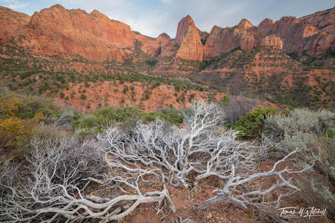 dead manzanita bush at Kolob Canyons, Zion National Park