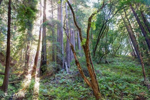 redwood forest, Big Sur, California