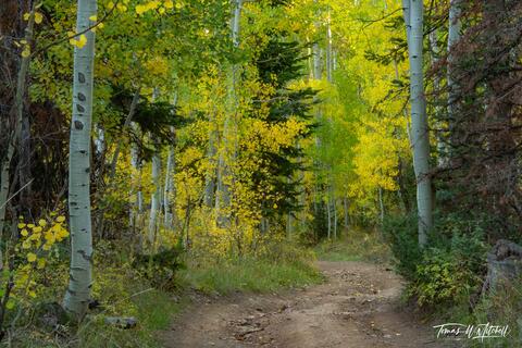 aspen forest in the autumn with dirt road winding through.