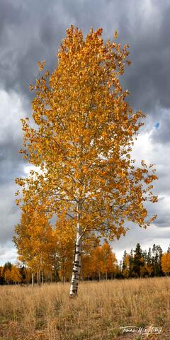 quaking aspen tree in autumn
