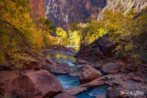 autumn on the Virgin River in Zion National Park
