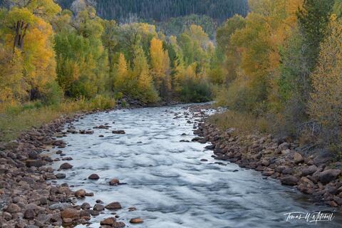 Provo River in the Autumn with yellow trees