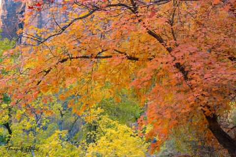 maple tree in autumn colors, Zion National Park