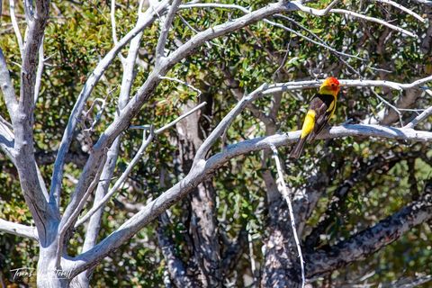 western tanager bird on dead tree branches