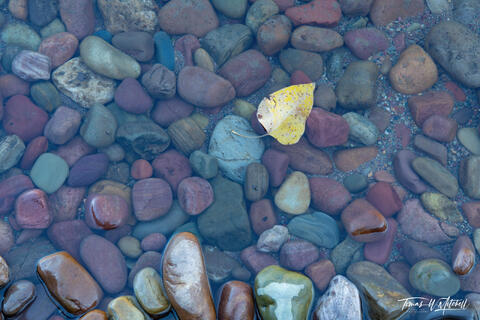 autumn leaf on still water of Lake McDonald, Glacier National Park