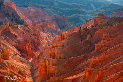 Evening light at Cedar Breaks National Monument, Utah