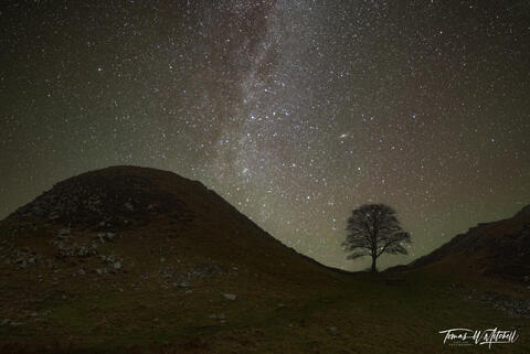 Old Tree at Sycamore Gap, on Hadrian's Wall, England.