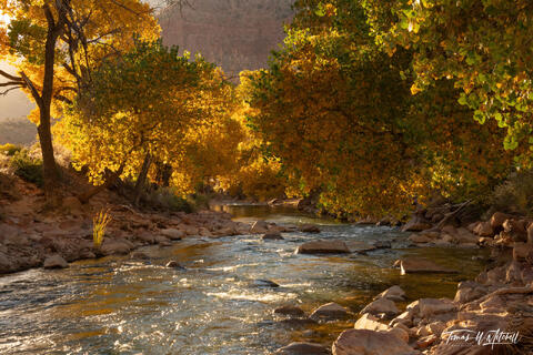 Autumn Trees and the Virgin River, Zion National Park