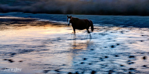 abstract wild horse crossing river Arizona