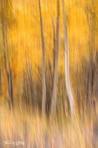 abstract ICM photograph of autumn aspen trees