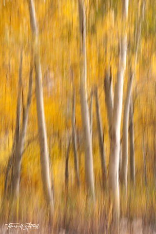 abstract autumn aspen forest Ruby Mountains Nevada
