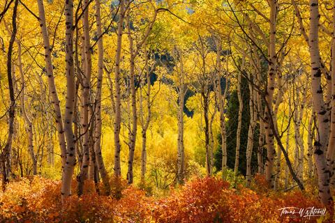 autumn quaking aspen forest Wasatch Mountains, Utah