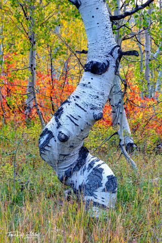twisted aspen tree in autumn forest Wasatch mountains Utah
