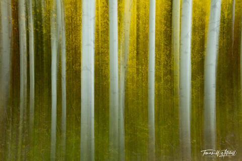 abstract photograph of aspen forest in the autumn