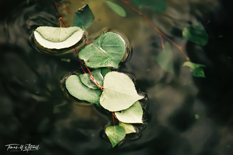 quaking aspen leaves in water utah