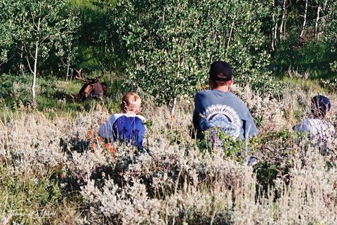 bull moose being watched by boys